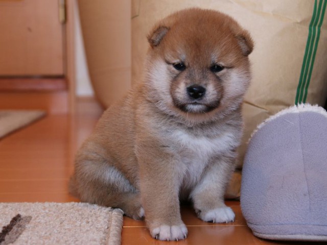 IMG_4894-shiba-puppy