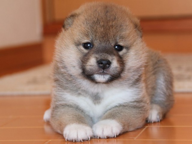 IMG_4897-shiba-puppy