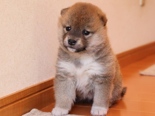 IMG_4912-shiba-puppy