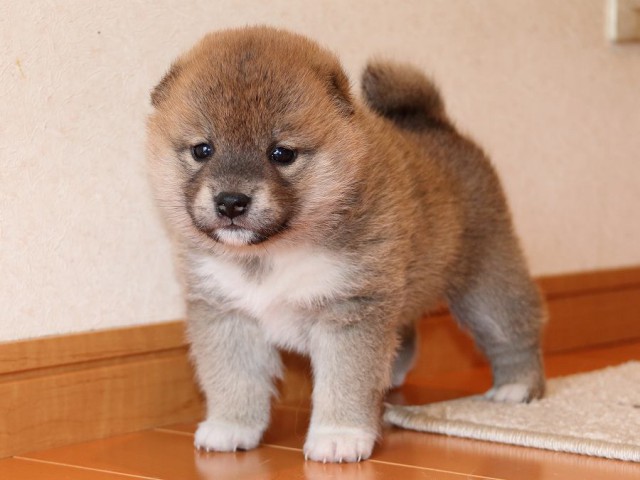 IMG_4956-shiba-puppy