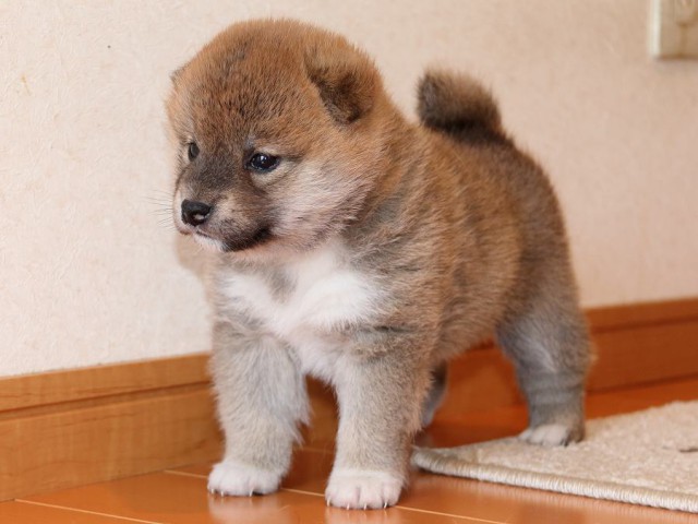 IMG_4958-shiba-puppy