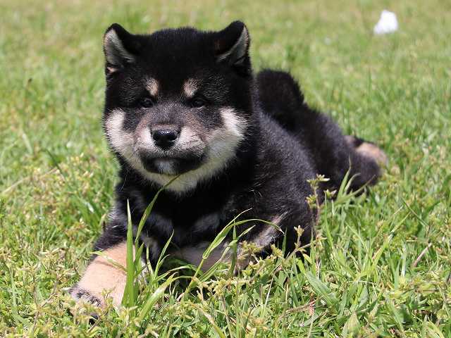 IMG_5114-shiba-puppy