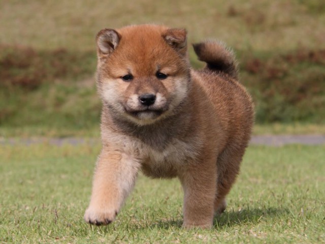 IMG_5144-shibainu-koinu