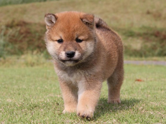 IMG_5146-shibainu-koinu