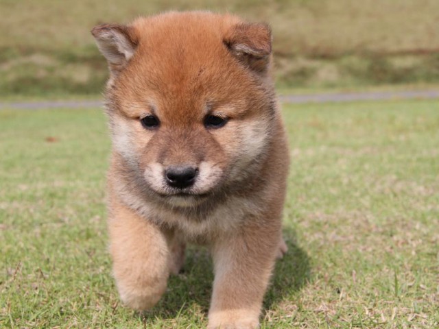 IMG_5183-shibainu-koinu