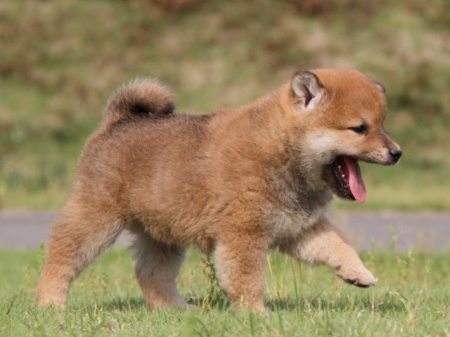 IMG_5221-shibainu-koinu