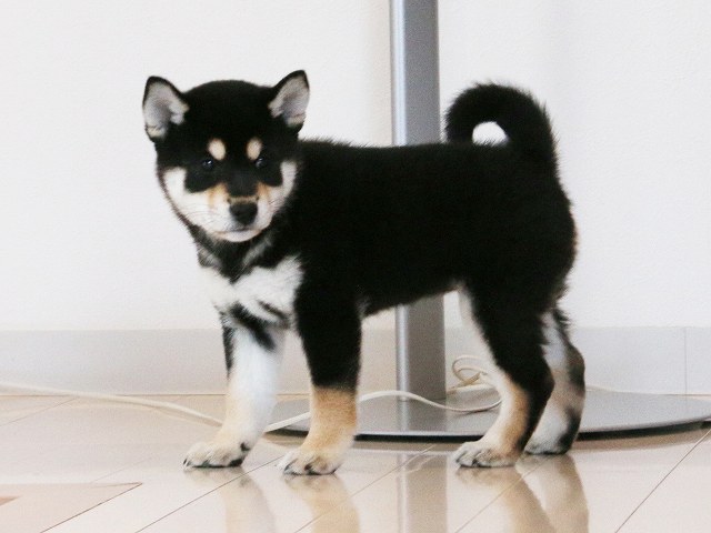 IMG_5283-shiba-puppy