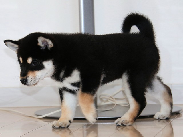 IMG_5291-shiba-puppy