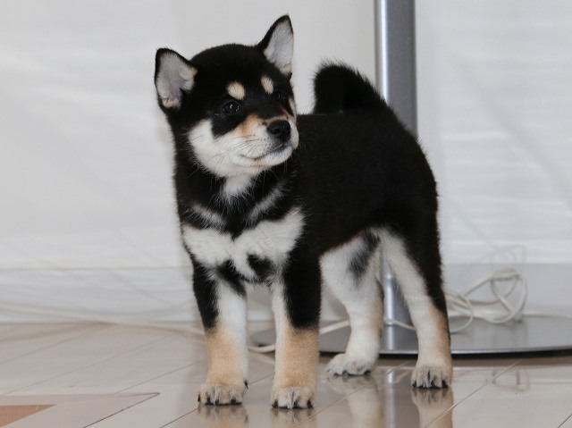 IMG_5293-shiba-puppy