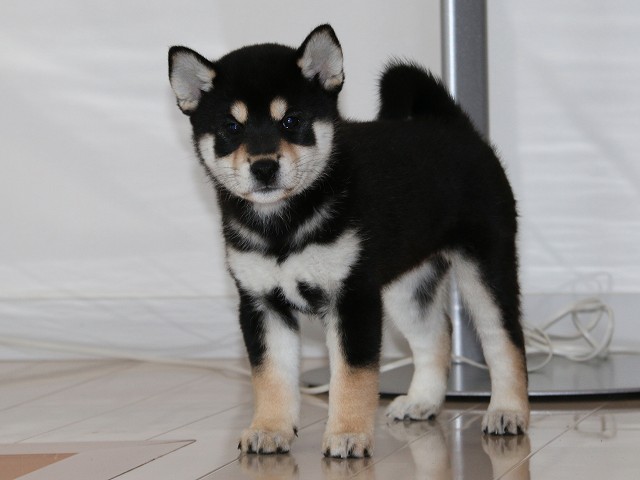 IMG_5294-shiba-puppy