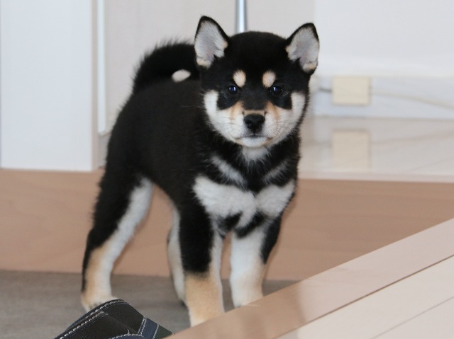 IMG_5296-shiba-puppy