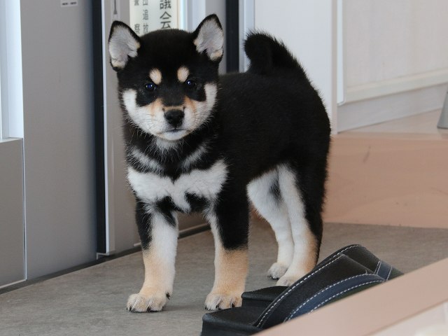 IMG_5297-shiba-puppy