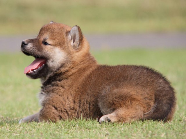 IMG_5390-shibainu-koinu