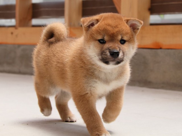 IMG_5414-shibainu-koinu