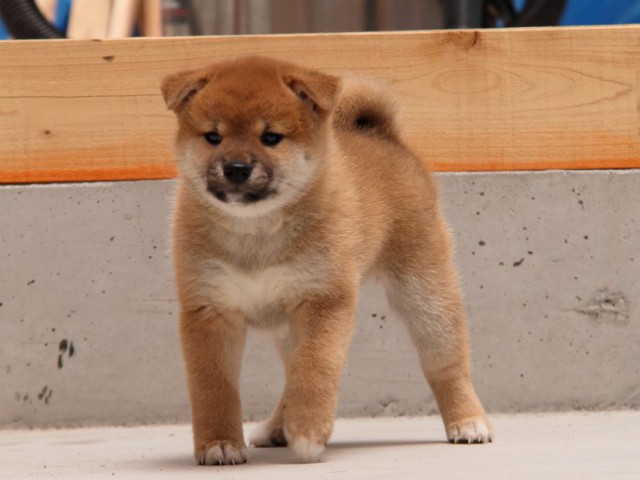 IMG_5430-shibainu-koinu