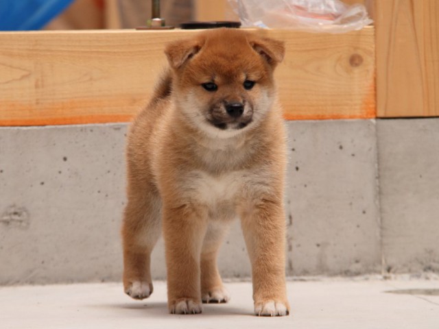 IMG_5452-shibainu-koinu