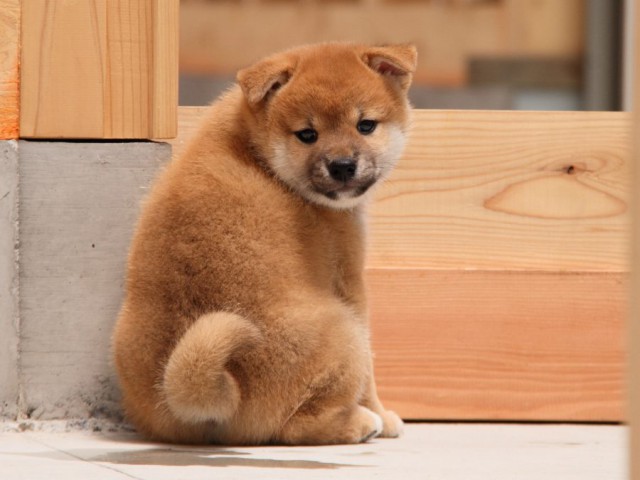 IMG_5507-shibainu-koinu