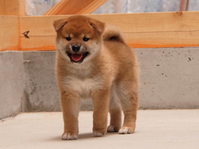 IMG_5625-shibainu-koinu