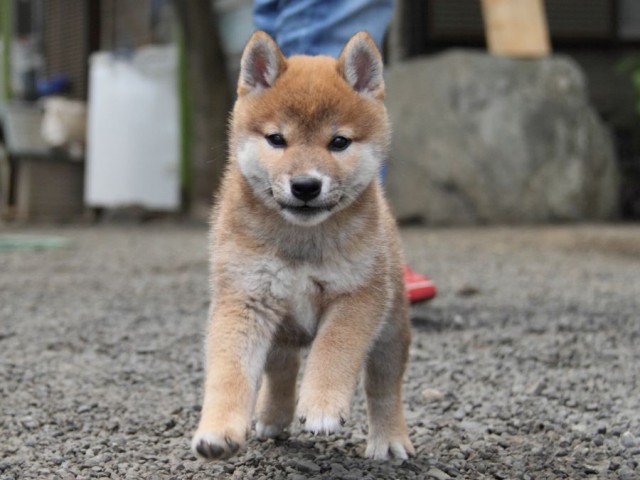 IMG_5980-shibainu-koinu