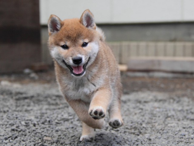 IMG_6010-shibainu-koinu