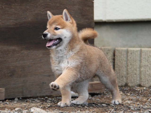 IMG_6024-shibainu-koinu