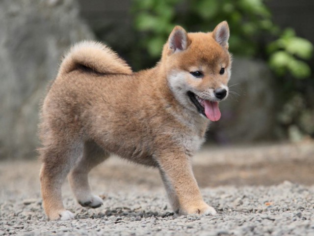 IMG_6082-shibainu-koinu