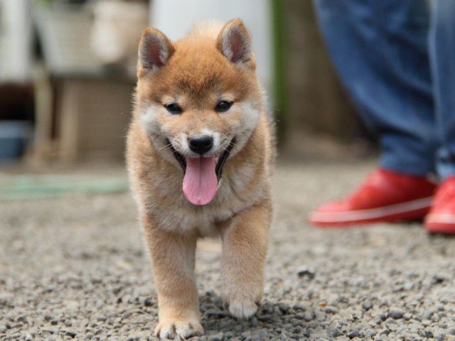 IMG_6106-shibainu-koinu