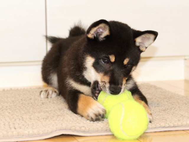 IMG_6161-shiba-puppy