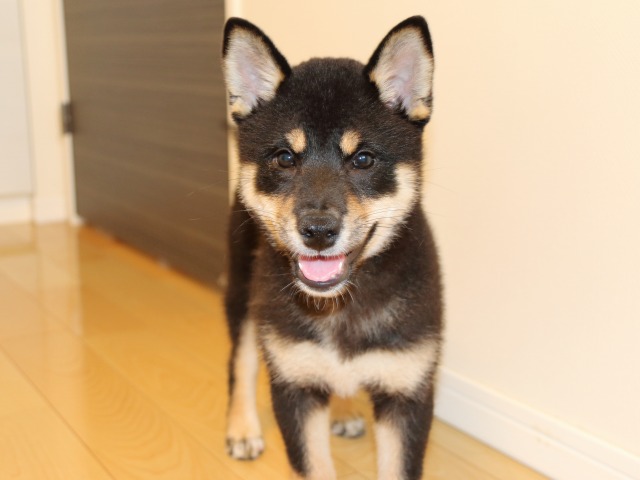 IMG_6209-shiba-puppy