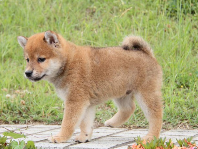 IMG_6224-shibainu-koinu