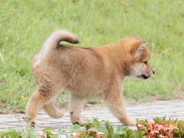 IMG_6226-shibainu-koinu