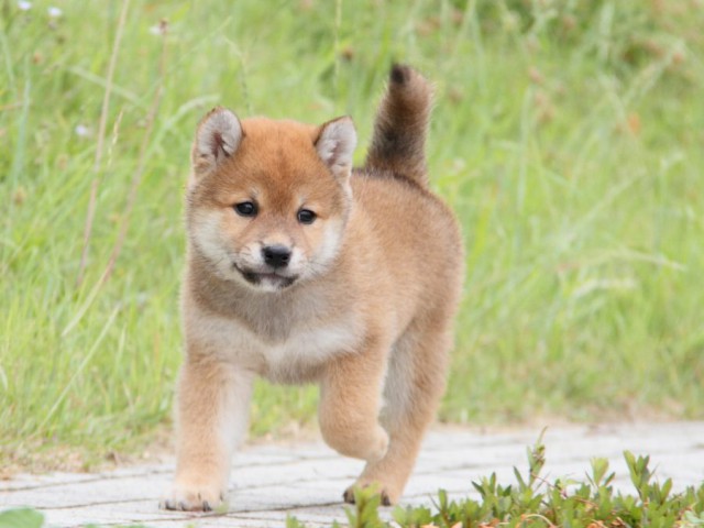 IMG_6238-shibainu-koinu