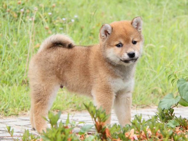 IMG_6292-shibainu-koinu