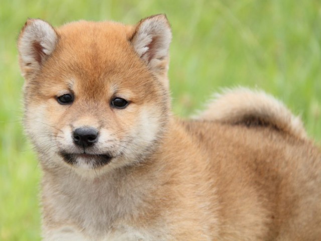 IMG_6327-shibainu-koinu