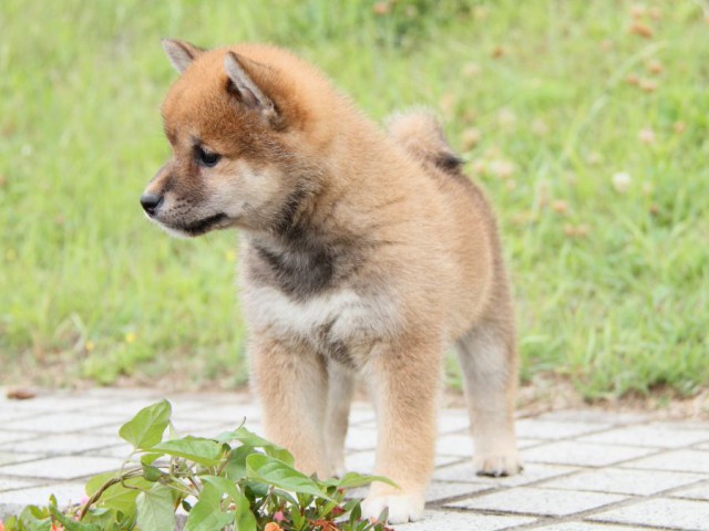 IMG_6362-shibainu-koinu