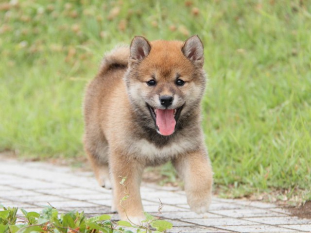 IMG_6371-shibainu-koinu