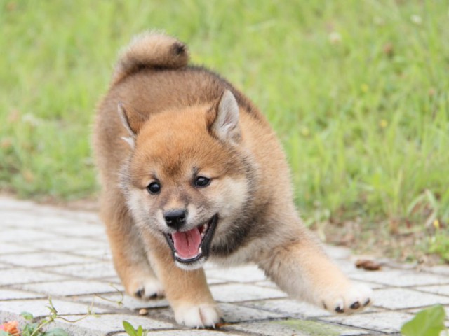 IMG_6382-shibainu-koinu