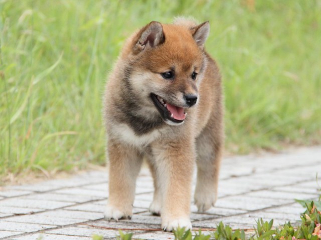 IMG_6402-shibainu-koinu