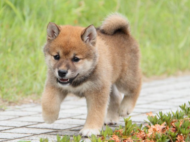 IMG_6408-shibainu-koinu