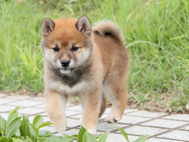 IMG_6439-shibainu-koinu