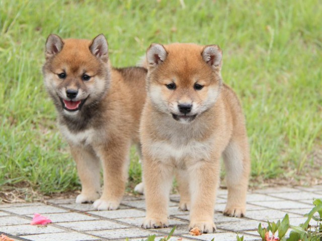 IMG_6559-shibainu-koinu