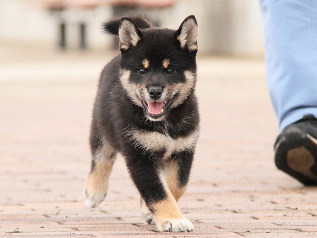 IMG_6775-shiba-puppy