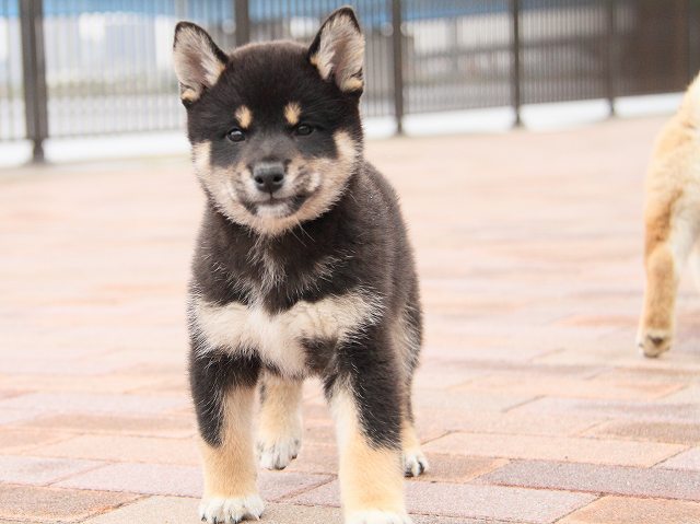 IMG_6786-shiba-puppy