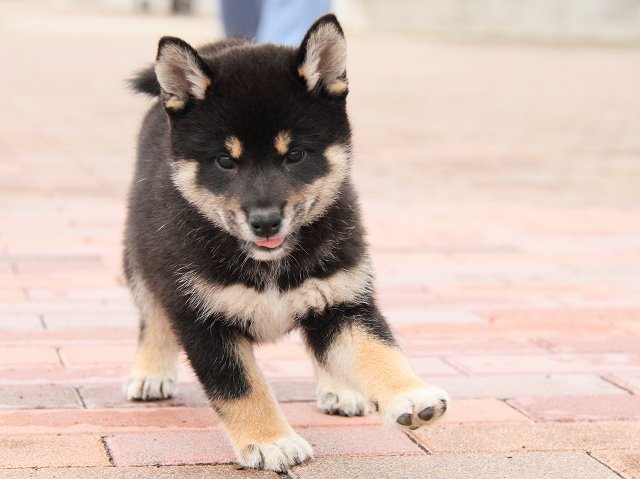 IMG_6828-shiba-puppy