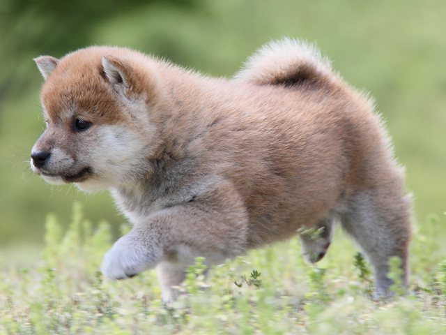 IMG_7030-shiba-puppy