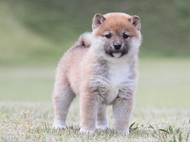 IMG_7103-shiba-puppy