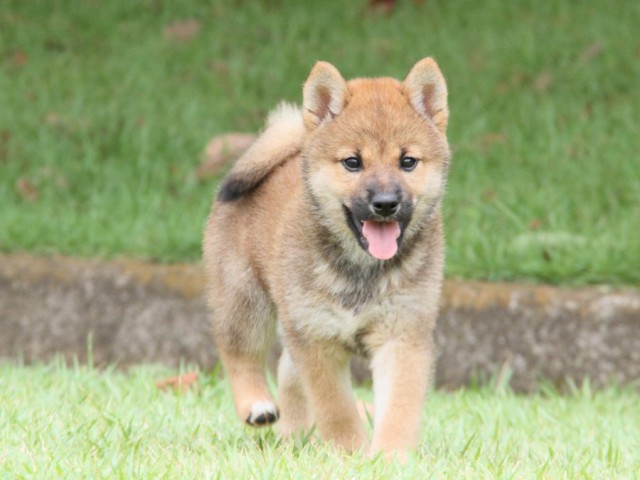 IMG_7208-shibainu-koinu