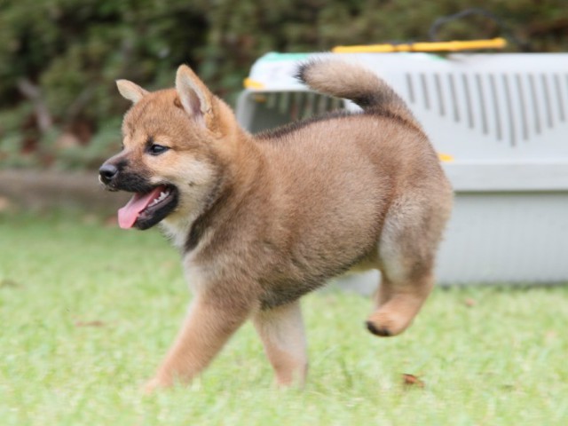 IMG_7218-shibainu-koinu