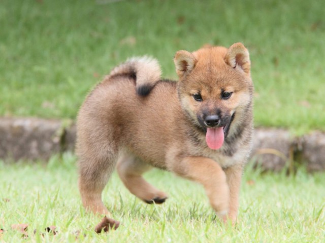 IMG_7231-shibainu-koinu