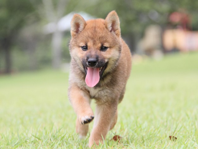 IMG_7252-shibainu-koinu